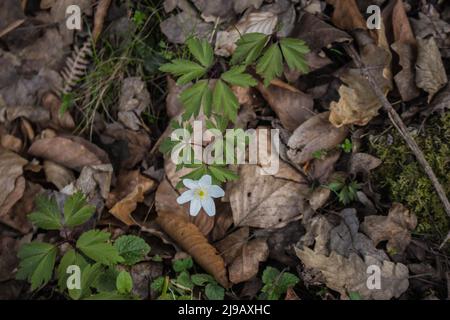 Weiße Blüten aus Holzanemone (lateinischer Name: Anemone nemorosa) im Südwesten Serbiens Stockfoto