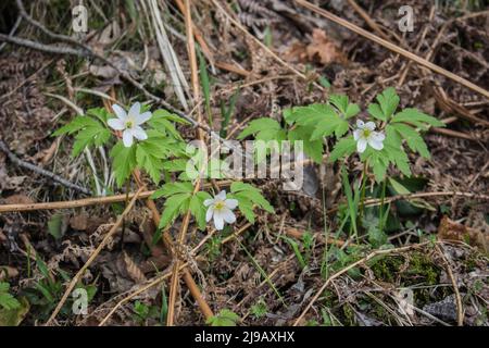 Weiße Blüten aus Holzanemone (lateinischer Name: Anemone nemorosa) im Südwesten Serbiens Stockfoto