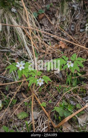 Weiße Blüten aus Holzanemone (lateinischer Name: Anemone nemorosa) im Südwesten Serbiens Stockfoto