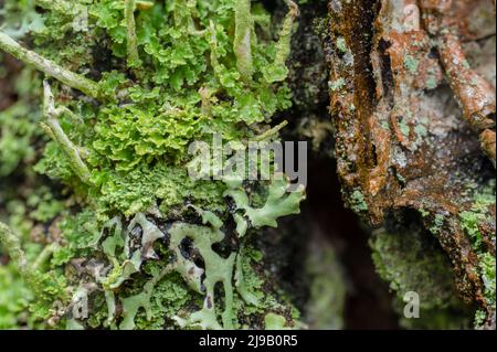 Moos und Flechten auf Baumrinde. Baumstamm mit Moos bedeckt. Moosstruktur. Grünes Moos auf Grunge-Textur, schön in der Natur Stockfoto