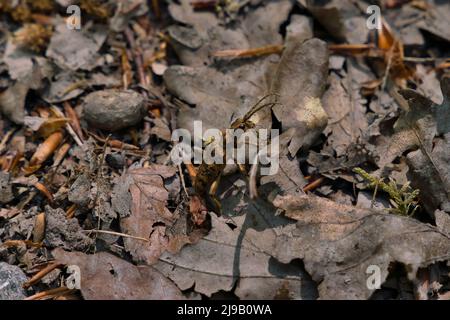 Longhorn Beetle Rhagium, Sycophanta Cerambycidae, sitzend auf Eichenrinde, Makrofoto Stockfoto