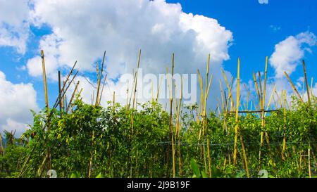 Cayennepfeffer-Feld auf dem Land in der Mitte eines sonnigen Tages. Lembang, Indonesien Stockfoto