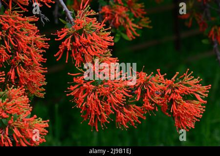 Gruppen von schmal röhrenförmigen scharlachroten Blüten des Embothrium coccineum chilenischen Feuerbusches Stockfoto