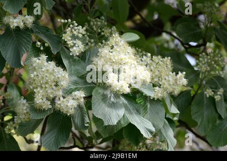 Sorbus aria Lutesens Whitebeam Chinese Mountain Aschebaum silbrig Blätter mit Cluster von weißen Blüten Stockfoto