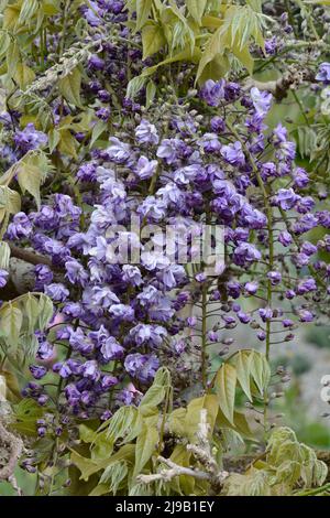 Wisteria floribunda Yae-kokuryu Japanische Wisteria duftende lila blaue Blüten Stockfoto