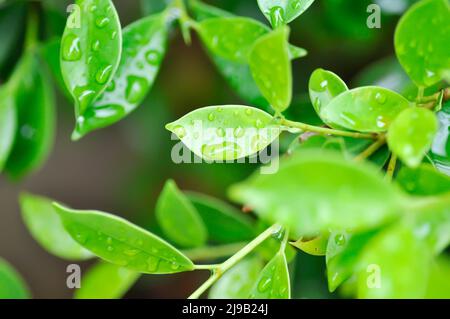 banyan Tree oder Ficus annulata oder ficus bengalensis , MORACEAE-Baum und Tau- oder Regentropfen Stockfoto