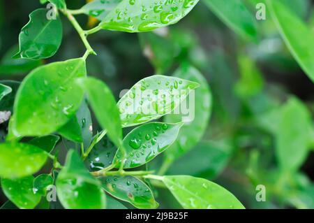 banyan Tree oder Ficus annulata oder ficus bengalensis , MORACEAE-Baum und Tau- oder Regentropfen Stockfoto