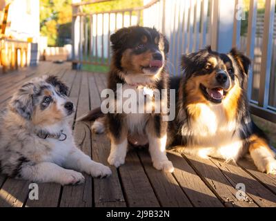 Australian Shepherd Welpen mit ihrer Mutter Stockfoto