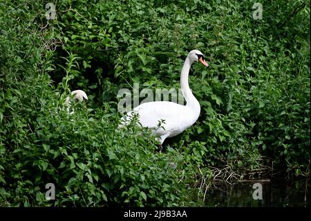 Zwei stumme Schwäne (Cygnus olor) brüten. Foots Cray Meadows, Sidcup, Kent. VEREINIGTES KÖNIGREICH Stockfoto