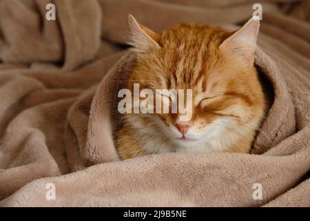 Schlafende niedliche Ingwer-Katze in einem Heimbett. Nahaufnahme im Hochformat. Häuslicher Erwachsener Senior tabby Katze mit einer Pause. Haustiertherapie. Stockfoto