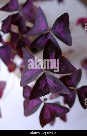 Falsche Kleeblatt-Pflanze auf weißem Hintergrund. Wunderschöne südamerikanische Zimmerpflanze. Oxalis triangularis Pflanze mit tiefen kastanienbraunen dreiblättrigen Blättern. Violett fl Stockfoto