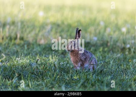 Europäischer Hase auf einer grünen Wiese mit wilden Blumen an einem sonnigen Tag. Stockfoto