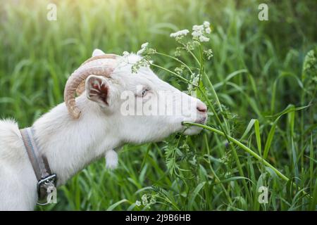 Die weiße Ziege im Garten frisst junges, sukkkulentes Gras und züchtet Ziegen Stockfoto