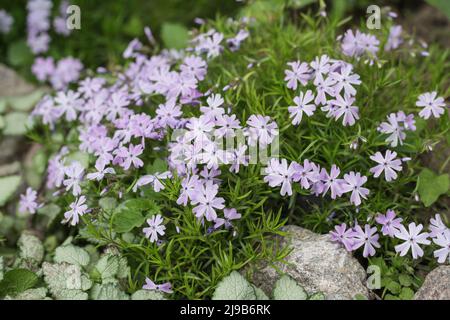 Mehrjährige Bodenabdeckung blühende Pflanze. Schleichende Phlox - Phlox subulata oder Moosphlox auf dem alpinen Blumenbett. Selektiver Fokus. Stockfoto