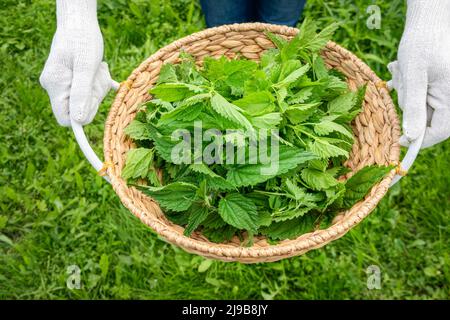 Frau Hände mit weißen Schutzhandschuhen ernten frische Brennnesselblätter an sonnigen Tagen auf der Wiese Stockfoto
