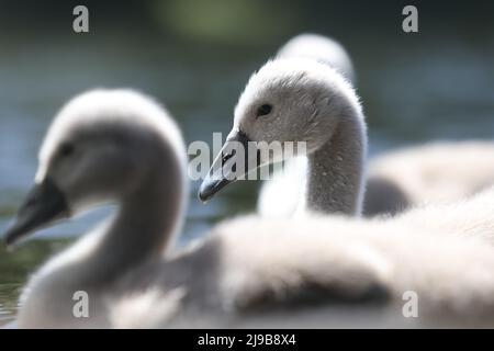 Schwäne im St James's Park im Zentrum von London. Bilddatum: Sonntag, 22. Mai 2022. Stockfoto
