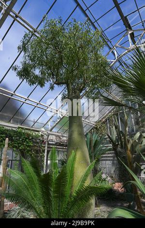 Der Flaschenbaum, Brachychiton rupestris, ist ein trockener, sommergrüner Sukkulente, der aus Queensland, Australien, stammt. Botanischer Garten Heidelberg, Baden Wue Stockfoto