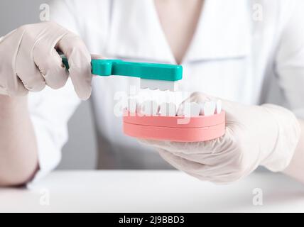 Zahnarzt Zähneputzen im Kiefermodell. Stomatologie, Konzept der Mundhygiene. Arzt in Laborkittel und Handschuhen, die am Tisch sitzen und die Zahnbürste und den Mund halten. Hochwertige Fotos Stockfoto