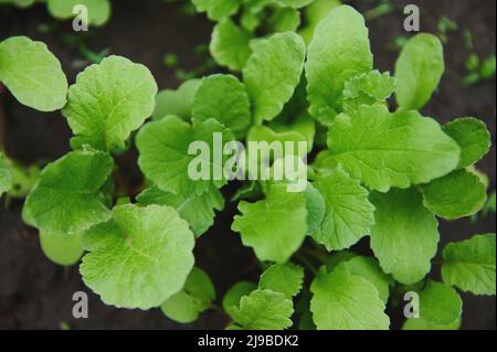 Auf dem offenen Boden eines Bio-Gartens wachsen junge Rettich-Sprossen in der schwarzen Erde. Keimlinge von Radieschen im Gemüsegarten. Grüner Rettich Stockfoto