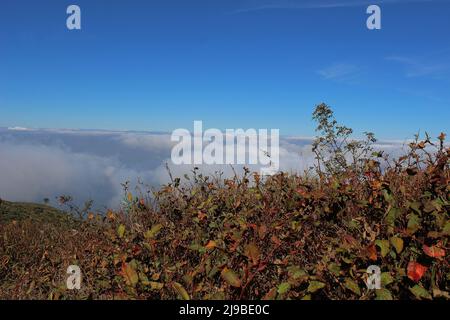 Weite Sicht auf den blauen Himmel und die Pflanzen, die auf dem Gipfel des Mount Merbabu, Magelang, Zentral-Java wachsen Stockfoto