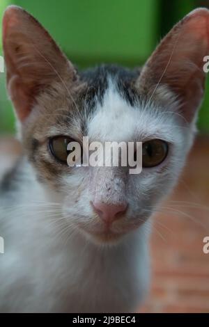 Die grau-weiße Katze schaut in die Kamera Stockfoto