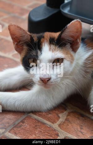 Die Kalico-Katze liegt auf dem Boden und wird von oben fotografiert Stockfoto