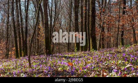 Bäume im Frühlingswald. Wunderschöne Naturkulisse an einem sonnigen Tag. Blühende Krokusblüten auf dem Boden Stockfoto