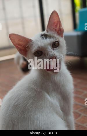 Die weiß-graue Katze ragt aus der Zunge Stockfoto