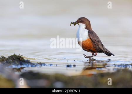 Ein erwachsener Weißkehlendipper (Cinclus cinclus gularis) in einem Fluss, der Futter für Küken in der Nähe in den Yorkshire Dales, Großbritannien, transportiert Stockfoto