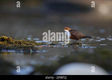 Ein erwachsener White-Throated Dipper (Cinclus cinclus gularis), der auf einem Felsen in einem Fluss in den Yorkshire Dales, Großbritannien, thront Stockfoto