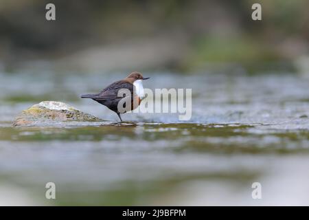 Ein erwachsener White-Throated Dipper (Cinclus cinclus gularis), der auf einem Felsen in einem Fluss in den Yorkshire Dales, Großbritannien, thront Stockfoto