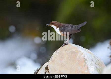 Ein erwachsener Weißkehlendipper (Cinclus cinclus gularis), der auf einem Felsen thront, während er in den Yorkshire Dales, Großbritannien, Futter für Küken in der Nähe trägt Stockfoto