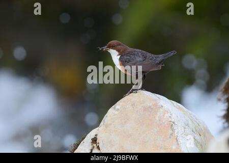 Ein erwachsener Weißkehlendipper (Cinclus cinclus gularis), der auf einem Felsen thront, während er in den Yorkshire Dales, Großbritannien, Futter für Küken in der Nähe trägt Stockfoto