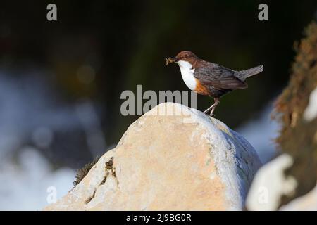 Ein erwachsener Weißkehlendipper (Cinclus cinclus gularis), der auf einem Felsen thront, während er in den Yorkshire Dales, Großbritannien, Futter für Küken in der Nähe trägt Stockfoto