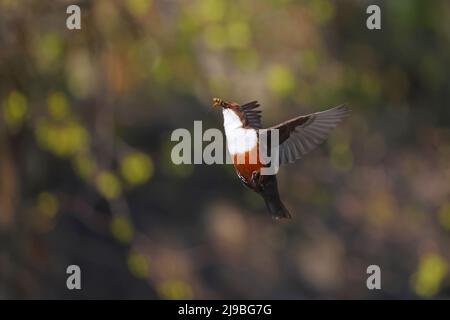 Ein erwachsener Weißkehlenpilz (Cinclus cinclus gularis) im Flug bis zu seinem Nest, der Futter für Küken in den Yorkshire Dales, Großbritannien, transportiert Stockfoto