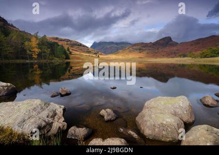 Die Nachmittagssonne trifft die Langdale Pikes, die von der anderen Seite von Blea Tarn aus gesehen werden. Stockfoto