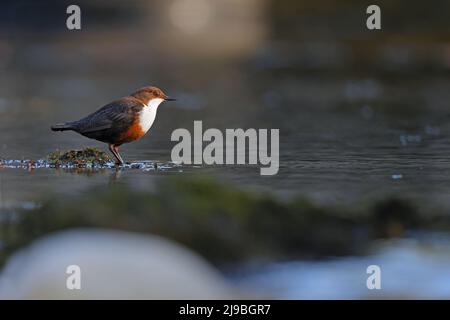 Ein erwachsener White-Throated Dipper (Cinclus cinclus gularis), der auf einem Felsen in einem Fluss in den Yorkshire Dales, Großbritannien, thront Stockfoto