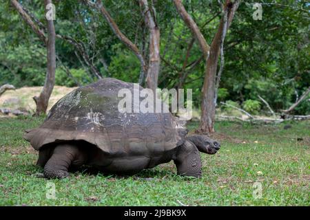 Ecuador, Galapagos, Santa Cruz Island, El Chato Ranch. Wilde Galapagos-Schildkröten (Geochelone nigrita), kuppelförmige Schildkröten. Stockfoto