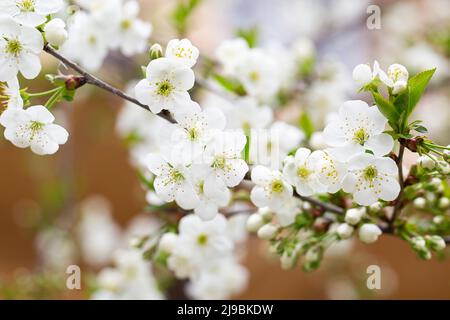 Obstbaum blüht im Frühling. Zarte weiße Blumen baden im Sonnenlicht. Warmes aprilwetter. Blühender Baum im Frühling, Internet-Frühlingsbanner. S Stockfoto