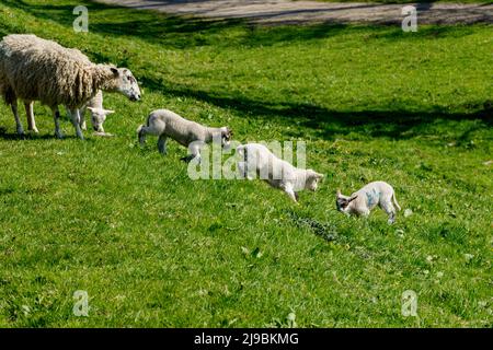 Verspielte junge Lämmer, die auf einem Feld einen Hügel hinunterlaufen, während ihre Mutter sie an einem sonnigen Frühlingstag beobachtet. Stockfoto