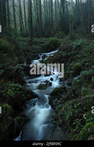 Nebenfluss der Afon Rhiwddolion. Stockfoto