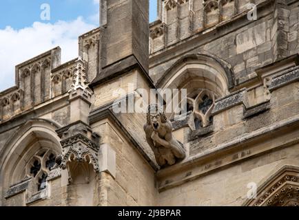 Gargoye mit einem Auslauf, der aus dem Mund ragt, einem funktionellen Regenauslauf an der Fassade der Gloucester Cathedral , Gloucestershire, England, Vereinigtes Königreich. Stockfoto