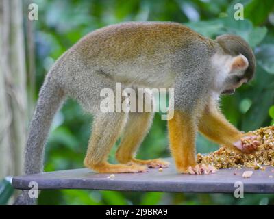 Eichhörnchen Affen essen Nahrung. Eichhörnchen-Affen sind New World-Affen der Gattung Saimiri. Saimiri ist die einzige Gattung in der Unterfamilie Saimirinae. Stockfoto