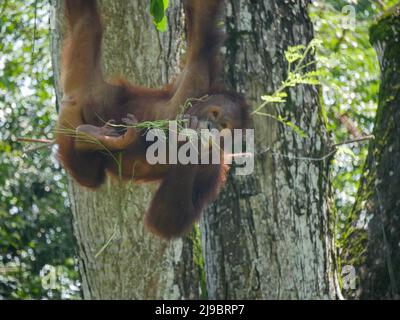 Orang-Utans sind große Affen, die in den Regenwäldern Indonesiens und Malaysias beheimatet sind. Sie werden jetzt nur in Teilen von Borneo und Sumatra gefunden, aber während der Stockfoto