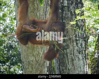 Orang-Utans sind große Affen, die in den Regenwäldern Indonesiens und Malaysias beheimatet sind. Sie werden jetzt nur in Teilen von Borneo und Sumatra gefunden, aber während der Stockfoto