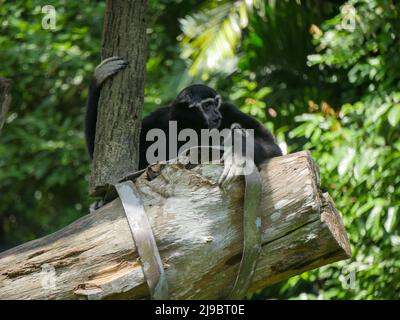 Schwarz-Weiß-Kolobusaffen : Schwarz-Weiß-Kolobusse (oder Colobi) sind Altweltaffen der Gattung Colobus, die in Afrika beheimatet sind. Sie sind eng Stockfoto