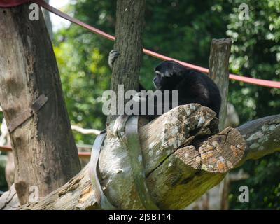 Schwarz-Weiß-Kolobusaffen : Schwarz-Weiß-Kolobusse (oder Colobi) sind Altweltaffen der Gattung Colobus, die in Afrika beheimatet sind. Sie sind eng Stockfoto