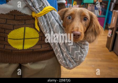 Ein Dachshund Hund wird in einem Papoose getragen. Stockfoto