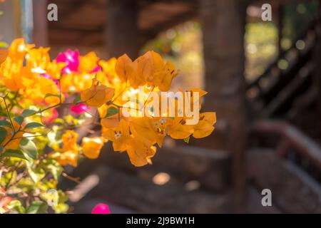 Bougainvillea Glabra Blume. Schöne Pflanze Sommer Frühling Natur Hintergrund Garten. Stockfoto