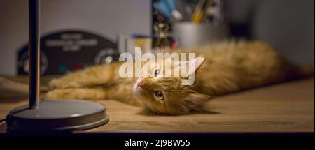 Die rote Katze liegt auf dem Tisch. Die Katze genießt Ruhe im Licht einer Tischlampe. Stockfoto